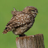 Little owls